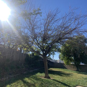 Matthew Tree Service - Moreno valley - Tree Services Near Me Matthew Tree Service - Moreno valley - Tree Services Near Me