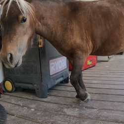 Nature Health Farms - Smallest horse I've ever seen!