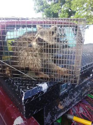 Ace's Animal Control