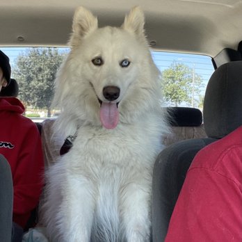 Bark Bath - On the way to Bark Bath... - Pet Groomers Near Me - Walnut, California Bark Bath - On the way to Bark Bath... - Pet Groomers Near Me - Walnut, California