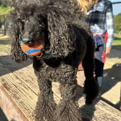 Eastview Park - Archie having fun chasing a ball and getting dirty.