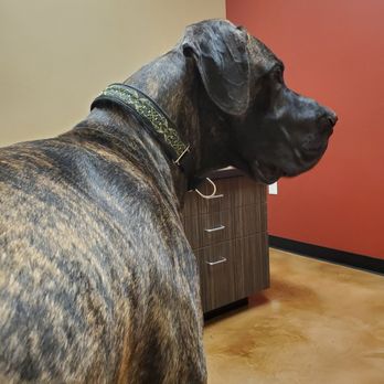 Squaw Peak Animal Hospital - Koz waits for his exam. - Veterinarians Near Me - Phoenix, Arizona Squaw Peak Animal Hospital - Koz waits for his exam. - Veterinarians Near Me - Phoenix, Arizona