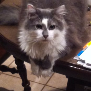 Dara's Personal Touch - Norman loves Daria's! - Pet Groomers Near Me - Scranton, Pennsylvania Dara's Personal Touch - Norman loves Daria's! - Pet Groomers Near Me - Scranton, Pennsylvania