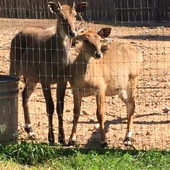 Austin Zoo - Zoos Near Me - Austin, Texas