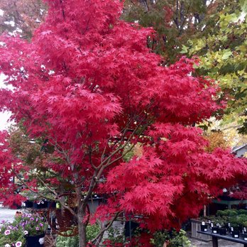 HIGH HAND NURSERY - 641 Photos & 159 Reviews - 3750 Taylor Rd, Loomis, California - Nurseries