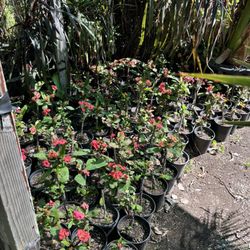 Nursery Gardenia