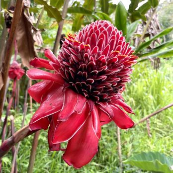 Hike Maui - Flower. - Tours Near Me - Kahului, Hawaii Hike Maui - Flower. - Tours Near Me - Kahului, Hawaii