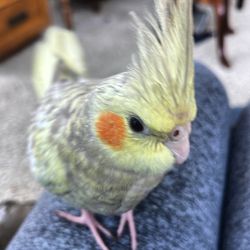 Birds & B's - Kiwi The Cockatiel from. BirdsNBs