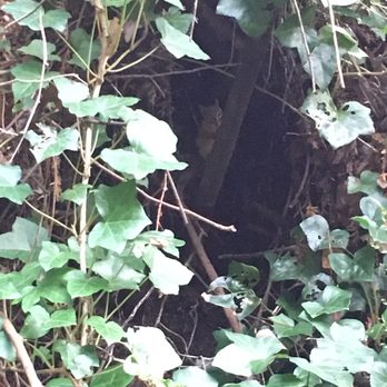 Arcata Community Forest - Idk how on earth my partner always manages to spot small hidden things! She has a gift! - Parks Near Me Arcata Community Forest - Idk how on earth my partner always manages to spot small hidden things! She has a gift! - Parks Near Me