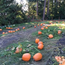 Pumpkin patch