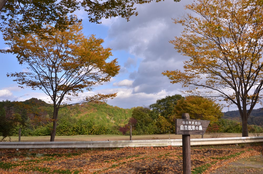Mt. Taihaku Nature Observation Forest