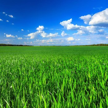 Busy Bees Landscaping - a field of green grass under a blue sky - Landscaping Near Me Busy Bees Landscaping - a field of green grass under a blue sky - Landscaping Near Me