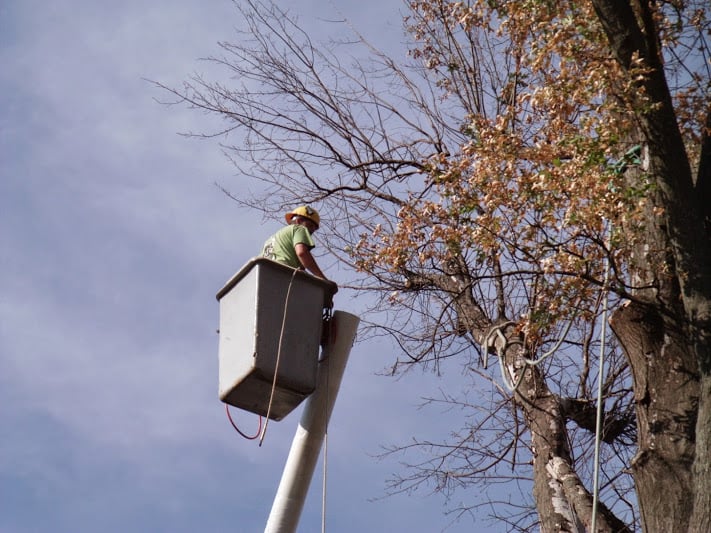 JOE’S TREE SERVICE Updated August 2024 400 E Wayland St