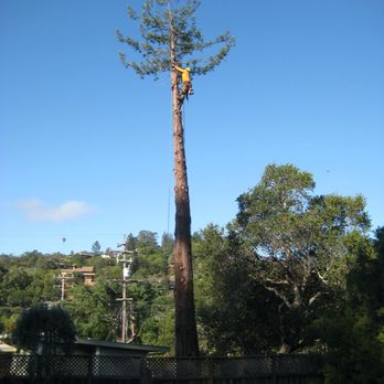 Tinos Tree Service - Tree Services Near Me Tinos Tree Service - Tree Services Near Me