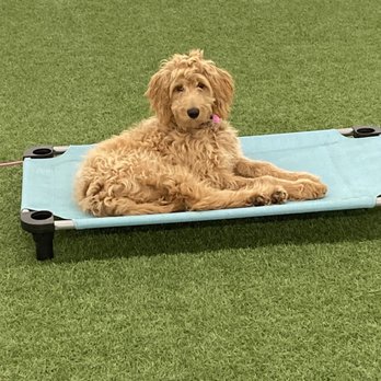Coastal K9 Training and Behavior - Practicing "place" to improve duration - Dog Walkers Near Me - Salem, Connecticut