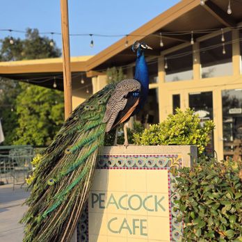 Peacock Cafe - Peacock at the Peacock Cafe - American Near Me - Arcadia, California