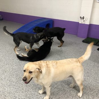 Pawparazzi Pet Resort - Pet Training Near Me - Los Angeles, California Pawparazzi Pet Resort - Pet Training Near Me - Los Angeles, California