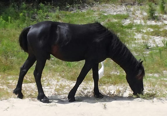 Corolla Wild Horse Fund by null