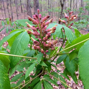 Jones Bridge Trail - Hiking Near Me - Johns Creek, Georgia