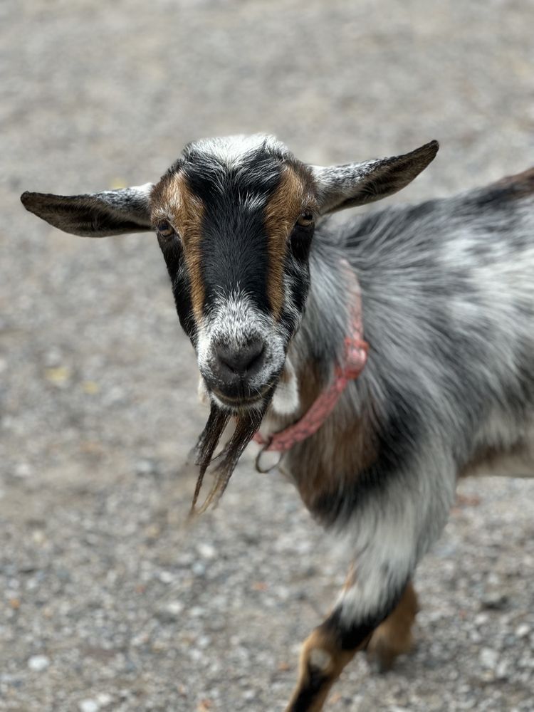 MISTY MANOR RIDING STABLE Updated September 2024 33 Photos & 47