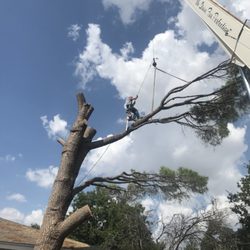 Tree Loving Care - Safely going out on a limb ( pun intended) in pine tree removal @ Tree Loving Care.