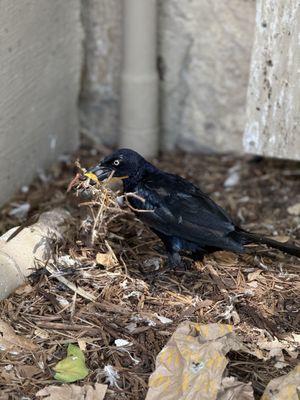 San Antonio River Walk by null