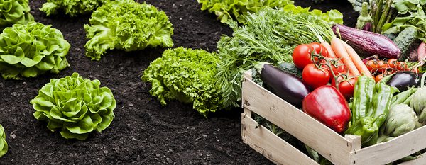 BIX Produce Company ( FreshPoint) by null