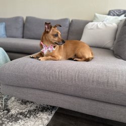 4 Paw Professionals - Rocky modeling her fresh coat lol