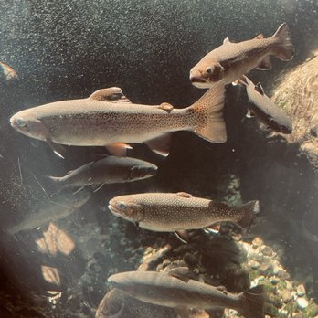 Tennessee Aquarium - Aquariums Near Me - Chattanooga, Tennessee Tennessee Aquarium - Aquariums Near Me - Chattanooga, Tennessee