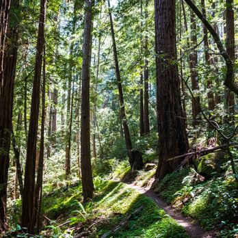Sempervirens Fund - Butano State Park. Protected by Sempervirens Fund in 1958. - Community Service/Non-Profit Near Me Sempervirens Fund - Butano State Park. Protected by Sempervirens Fund in 1958. - Community Service/Non-Profit Near Me