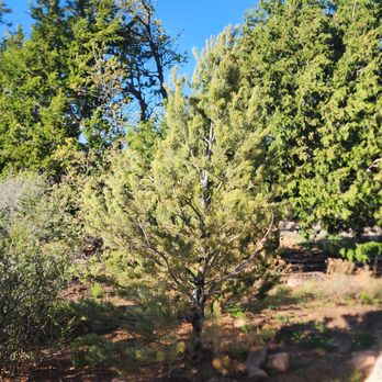 Shelly Landscaping - Landscaping Near Me - Albuquerque, New Mexico