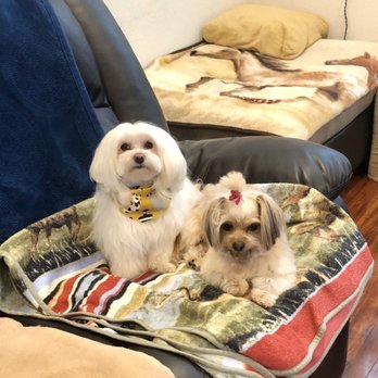 fur pal grooming spa