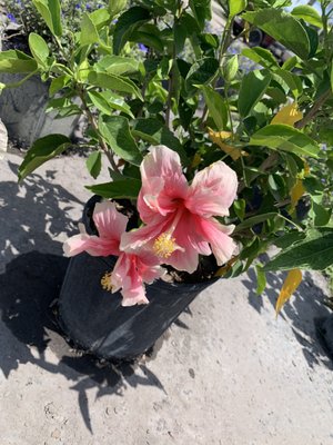 SOUTHERN GARDENS NURSERY - 61 Photos - Nurseries & Gardening - 7777