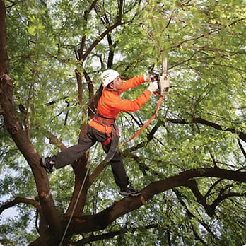 Ralphs Tree Service - Tree Services Near Me Ralphs Tree Service - Tree Services Near Me