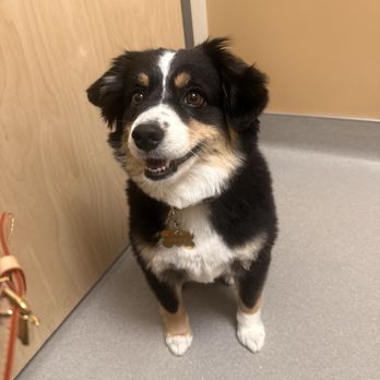 Foothills Animal Hospital - Bruce loving his checkup at Foothills Animal hospital Yuma AZ. - Veterinarians Near Me - Yuma, Arizona Foothills Animal Hospital - Bruce loving his checkup at Foothills Animal hospital Yuma AZ. - Veterinarians Near Me - Yuma, Arizona
