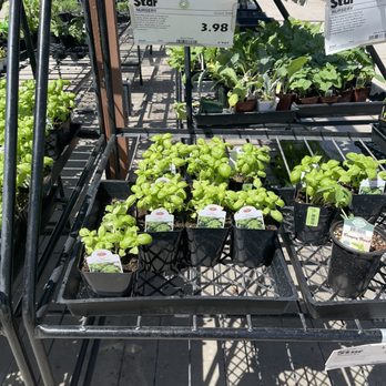 Trader Joe's - Star Nursery basil plants $3.98 - Grocery Near Me - Las Vegas, Nevada Trader Joe's - Star Nursery basil plants $3.98 - Grocery Near Me - Las Vegas, Nevada