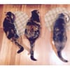 Viva La Pet gift card