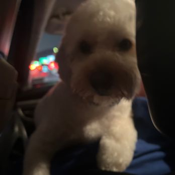 Go Go Spa - Pet Groomers Near Me - Rosemead, California