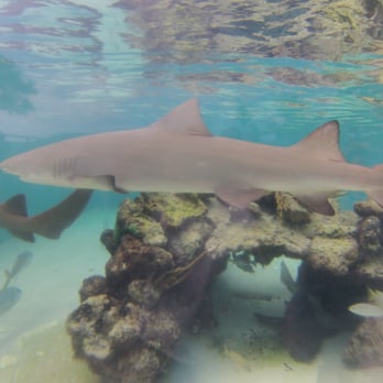 Coral World Ocean Park - Shark Shallows @coralworldvi - Aquariums Near Me - St Thomas, Virgin Islands Coral World Ocean Park - Shark Shallows @coralworldvi - Aquariums Near Me - St Thomas, Virgin Islands