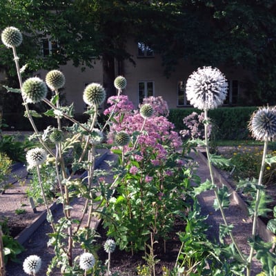 Linnaeus garden by null