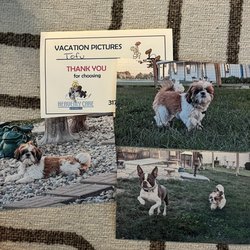 Heavenly Care Kennels - Photos of Tofu at Heavenly Care