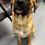 Photo of Bark Busters Home Dog Training - Charleston