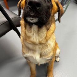 Bark Busters Home Dog Training - Charleston - Kyle has some human aggression and leash reactivity issues that we're working through