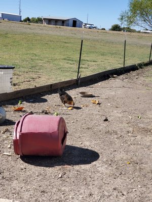 Reeves Family Farm Store by null