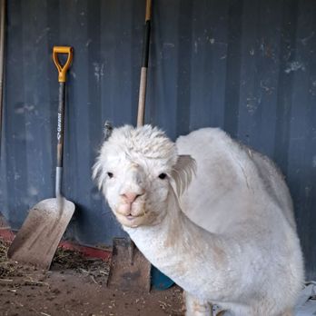 Windmill Point Alpaca Farm - Alpacas - Farms Near Me - Kawartha Lakes, Ontario Windmill Point Alpaca Farm - Alpacas - Farms Near Me - Kawartha Lakes, Ontario