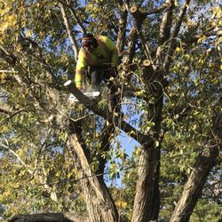 Molly Tree Services