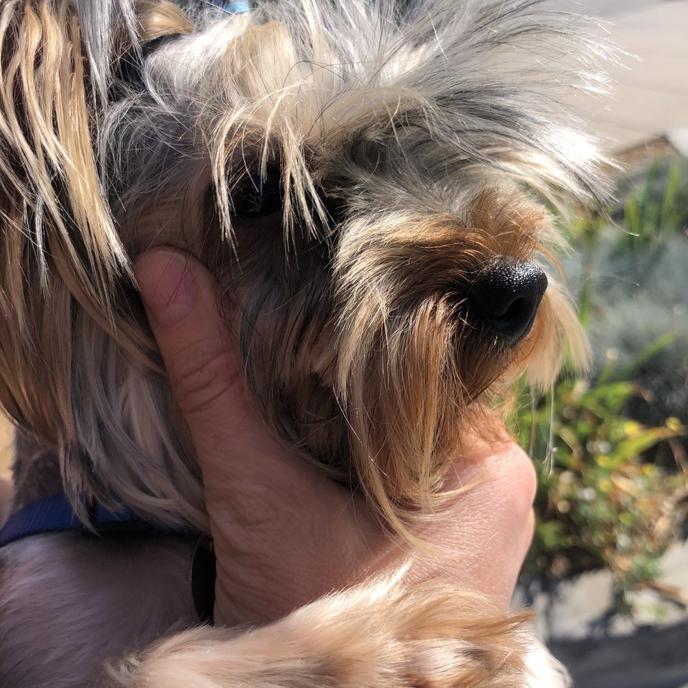 Uptown Pets - Cut a piece of his hair on the side. - Pet Stores Near Me - Yucaipa, California Uptown Pets - Cut a piece of his hair on the side. - Pet Stores Near Me - Yucaipa, California