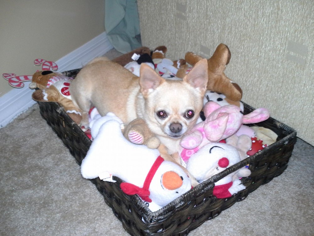 THE 4 TEE”S DOG SITTING Boynton Beach, Florida Pet Sitting Phone