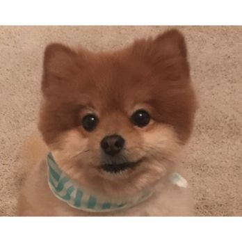 The Doggy Den - Pom haircut - Pet Groomers Near Me - Sandy, Utah