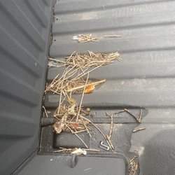 Sticks and trash still in the bed
